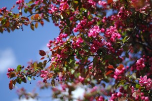 Day 419: I love blossom and we pass this gorgeous tree on our way to and from school every day. It was looking particularly pretty today :)