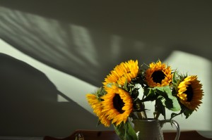 Day 524: The evening light in my kitchen is pretty magical. I enjoyed experimenting with light and shadow for a few minutes while the girls were otherwise occupied