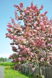 Day 58: This gorgeous blossom tree in all it's glory in the sunshine is right outside my house - it makes me smile every time I see it