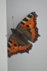 Day 128: Rescuing this gorgeous butterfly after it flew into my lounge through an open window and couldn't find it's way out