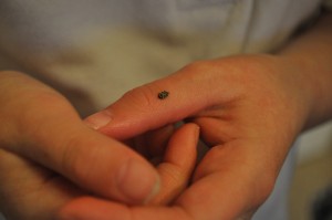 Day 379: Lola found this teeny tiny bug on the door and fell in love with it. She let it on her hands, giggled as it's miniscule feet tickled her, gave it a name and wanted to keep it forever and ever. I love her love of animals, no matter how tiny they are.