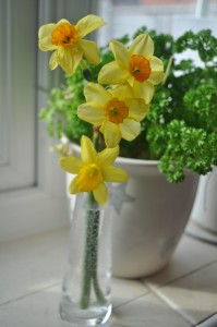 Day 399: Getting home early from London to be given these pretty little daffodils, handpicked from our garden just for me :)