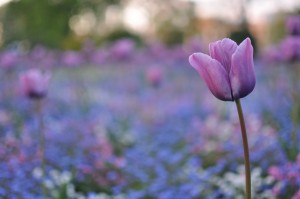 Day 434: A long day and rewarding day in London with clients, but I missed all the sunshine, so decided to walk home from the train station through the park - the flower displays in there at the moment are beautiful