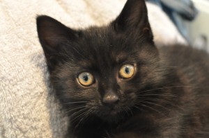 Day 472: Spent the afternoon with a friend I haven't seen for a while, catching up on each other's news. She also has a new kitten! I'm not normally one to post cat pictures, but this little dude was too cute not to include :)