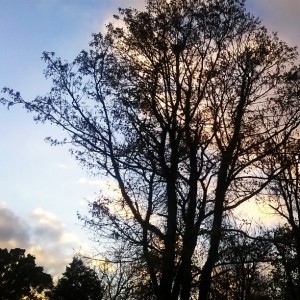 Day 258: Now that most of the trees are skeletons, pretty skies provide the perfect backdrop for our walk home from school
