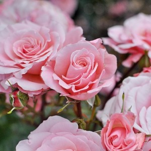 Day 490: Gorgeous roses in the park on my walk home from the train station after a day of clients in London