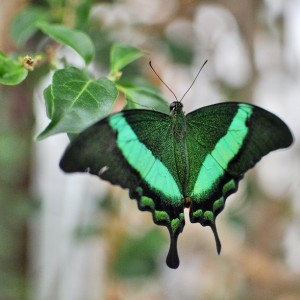 Day 465: As a wedding present, my best friend and her husband came and looked after the girls for us so we could have a child-free 24 hours/overnight away. We headed for Stratford Upon Avon and explored the Butterfly Park. So beautiful!