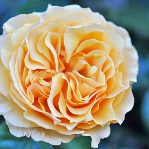 Day 469: In the absence of pretty skies on my way home through the park after a day of clients in London, I turned my attention to the rose garden instead. This beauty caught my eye!