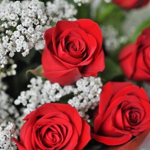 Day 533: Together for 11 years today and my husband surprises me with the unexpected delivery of a dozen gorgeous red roses :)