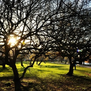 Day 350: A gorgeously sunny day in London and I had the chance to go fro a stroll round Regents Park in between clients. That light!