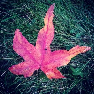 Day 257: Finding beauty int h ordinary. I love the contrast of this vibrant red leaf nestled on the green grass