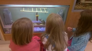 Day 180: Popped to the shops for last minute school supplies and got coerced into visiting the pet shop too. The joy on their faces as they watched the gerbils playing was wonderful.
