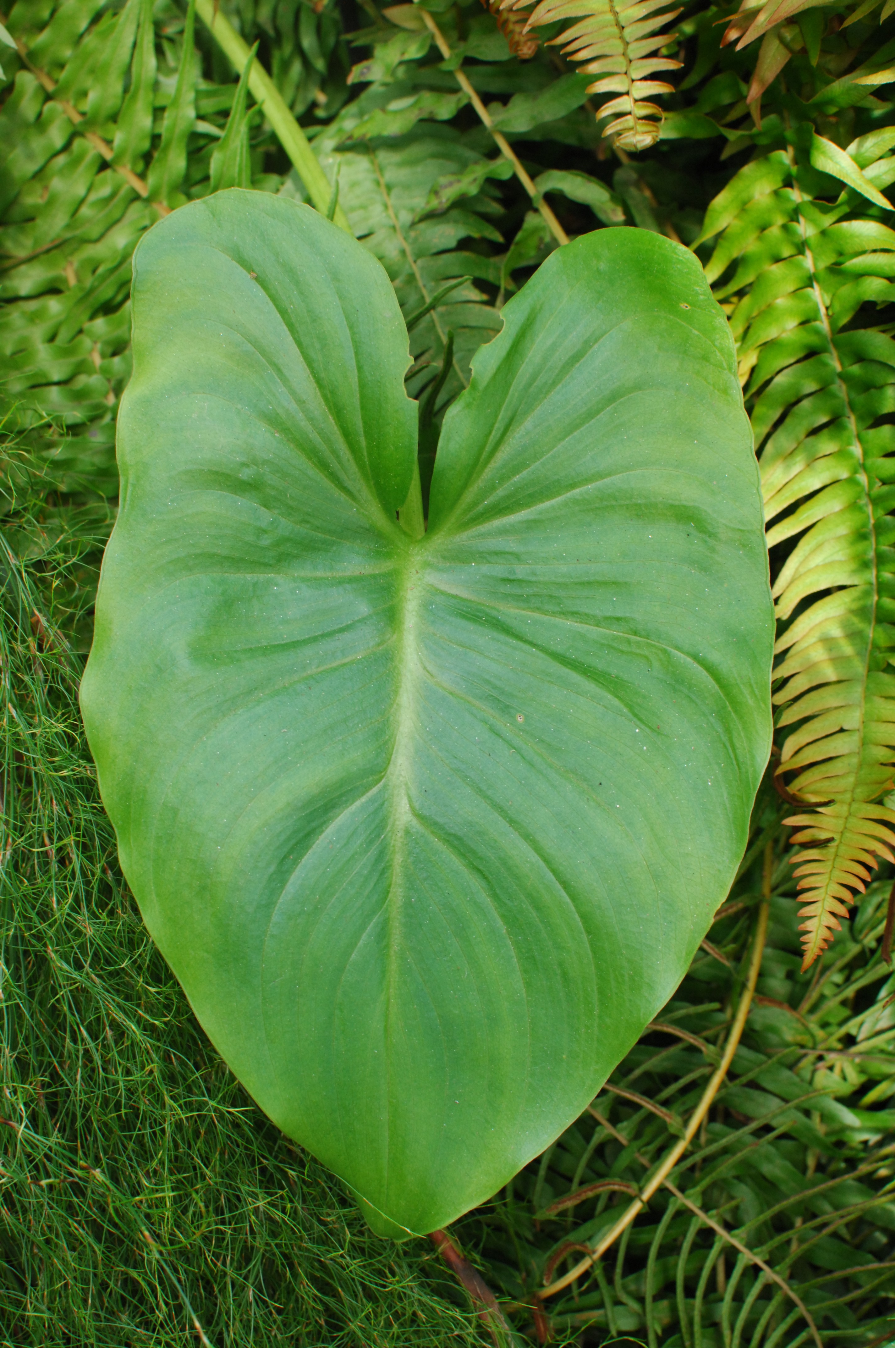 Mimi spotted a heart-shaped leaf at the Eden Project