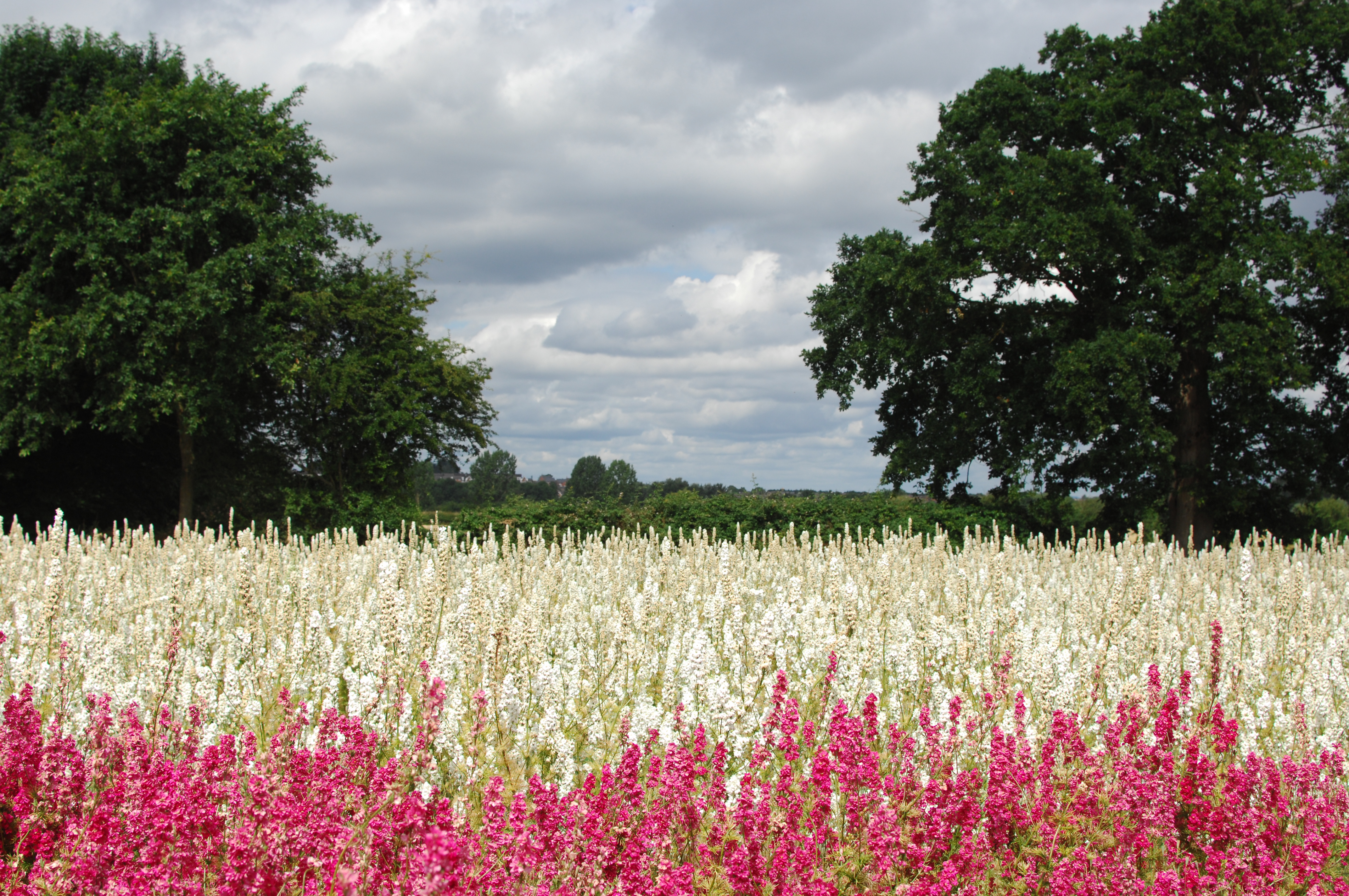 The Confetti Flower Field Open Days - Cotswolds